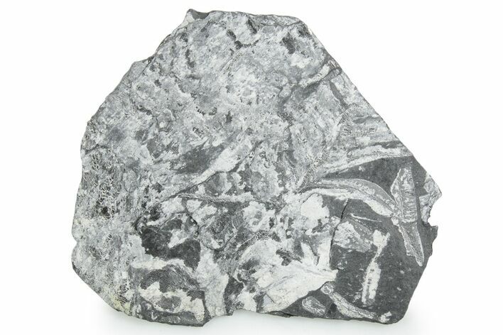 Fossil Seed Fern (Alethopteris) Plate - Pennsylvania #347720